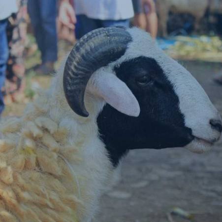Refleksi Filosofis Qurban: Menjalin Kebersamaan dan Menguatkan Ketakwaan