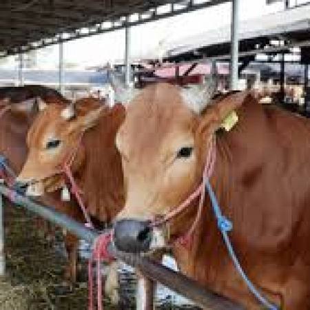 Ibadah Qurban #. Mempersembahkan yang Terbaik